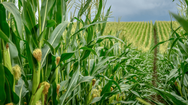 corn field