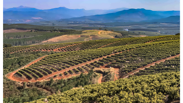 Mission Selokwe avocado orchard