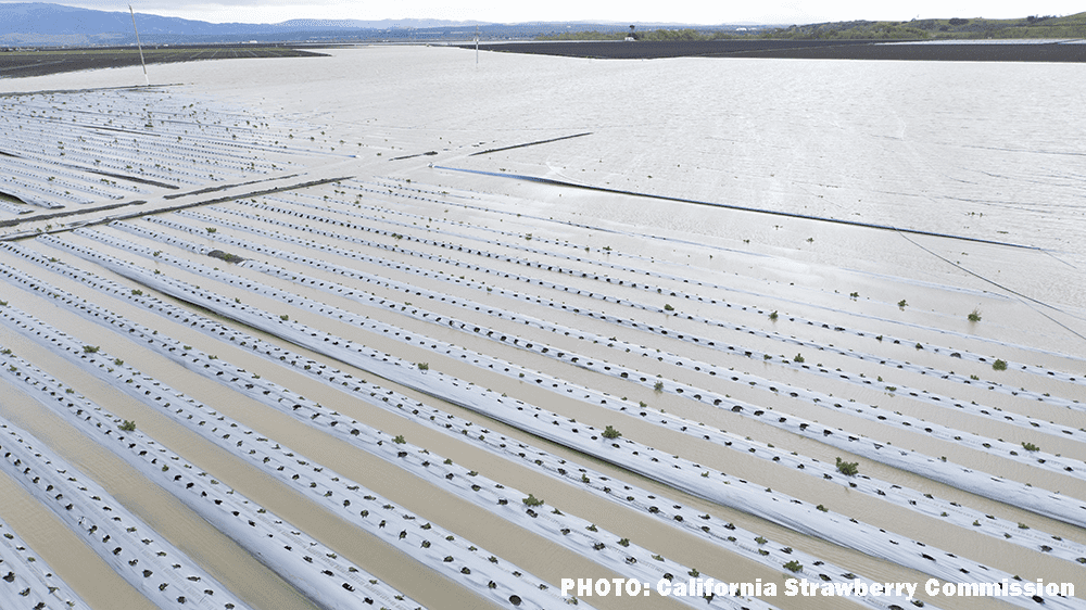 Flooded strawberry fields in Salinas California.