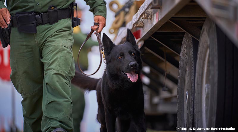 border patrol dog