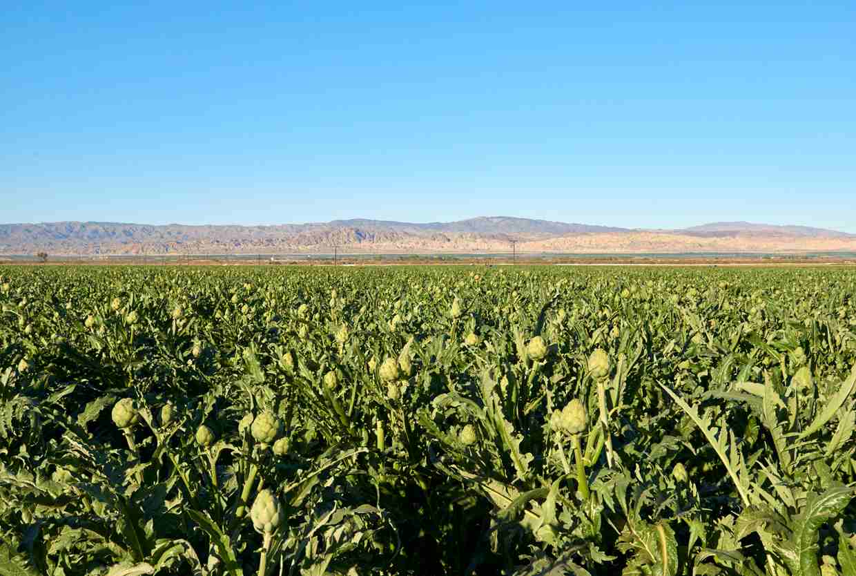 coachella artichokes-compressed